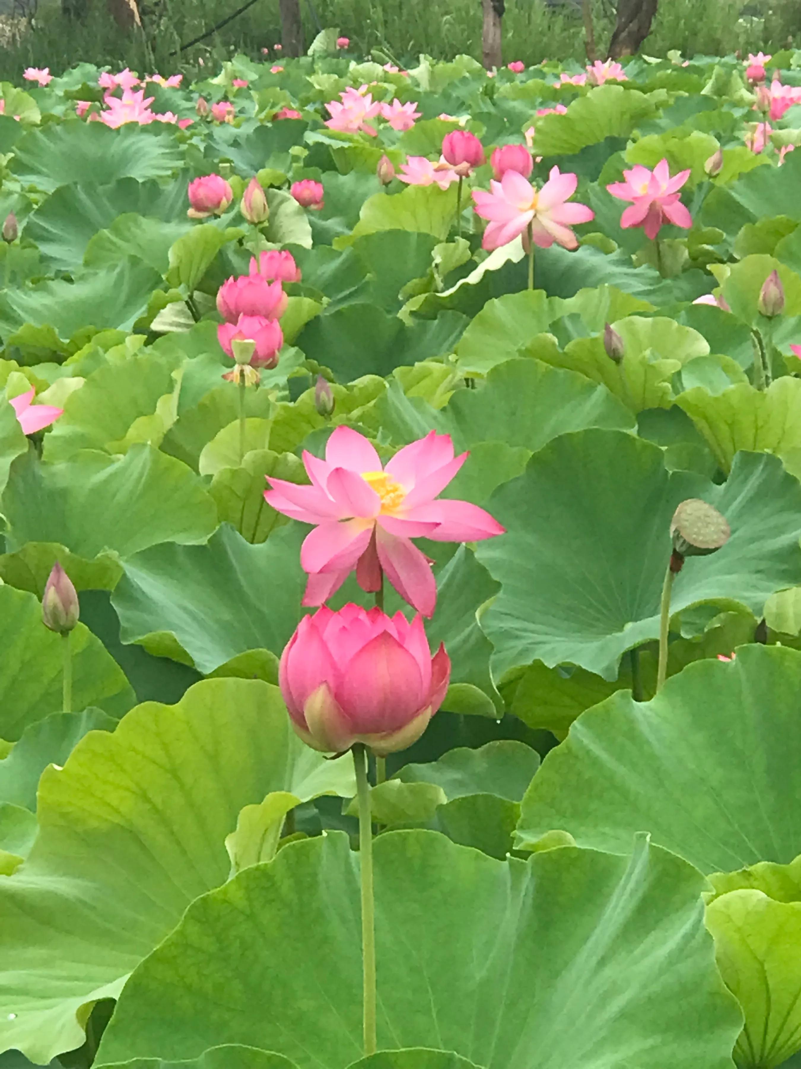 「童年情感忽视」第七章照顾自己需求的技巧和改变清单2