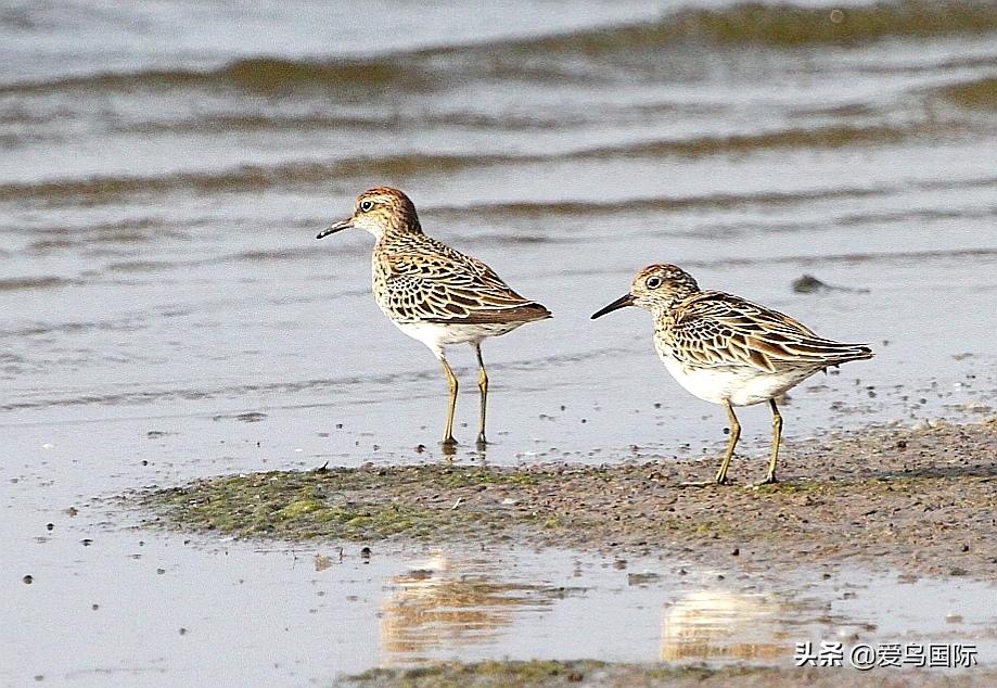 来认识一下滨鹬属的小伙伴们