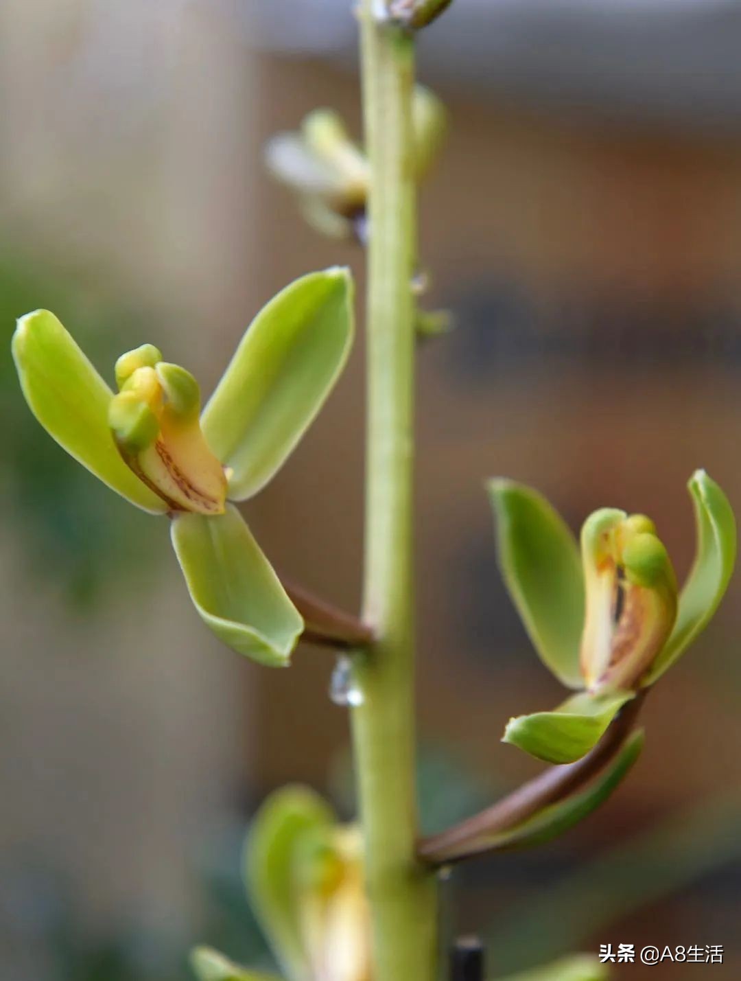 2019蕙兰端梅价格,每日一品花卉