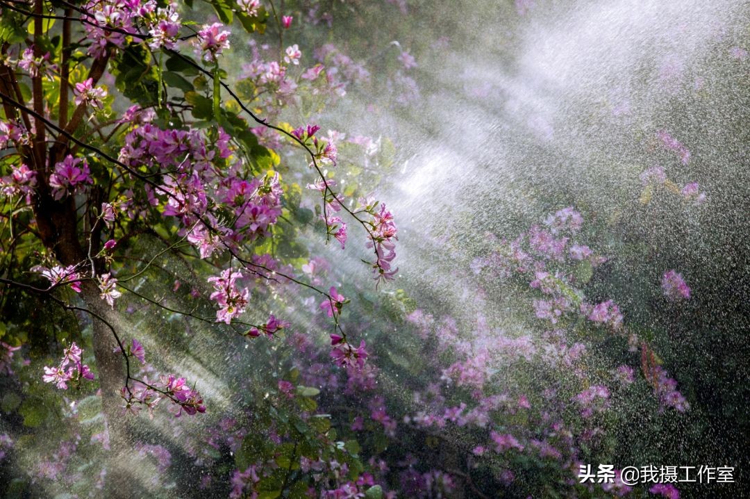 第16届国际摄影艺术展获奖作品,第29届全国摄影艺术展览作品集