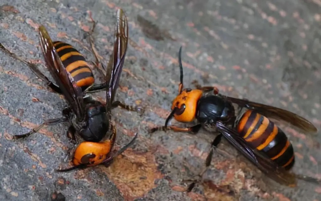 广西马蜂蜇伤事件,扫墓被马蜂蜇死