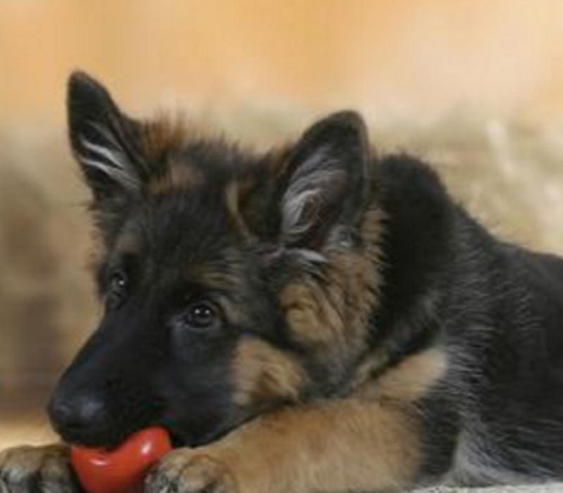 德国牧羊犬的分析,德国牧羊犬的优点和缺点