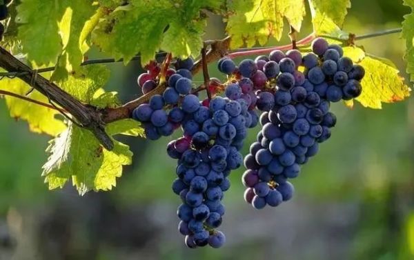 十种最旺庭院的果树,院子里种5种果树能吃好看