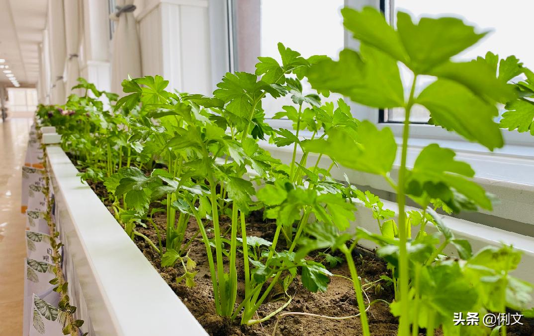 品名园、办高质量的教育——河南省名园园本课程建设交流活动