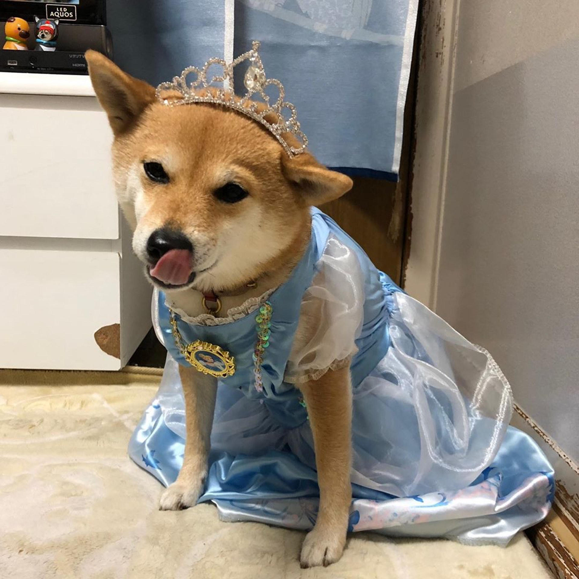 被砖头压住了!影帝柴犬超入戏25个连自己也骗倒的瞬间