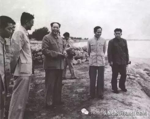 济南一颗梧桐树,济南的法国梧桐