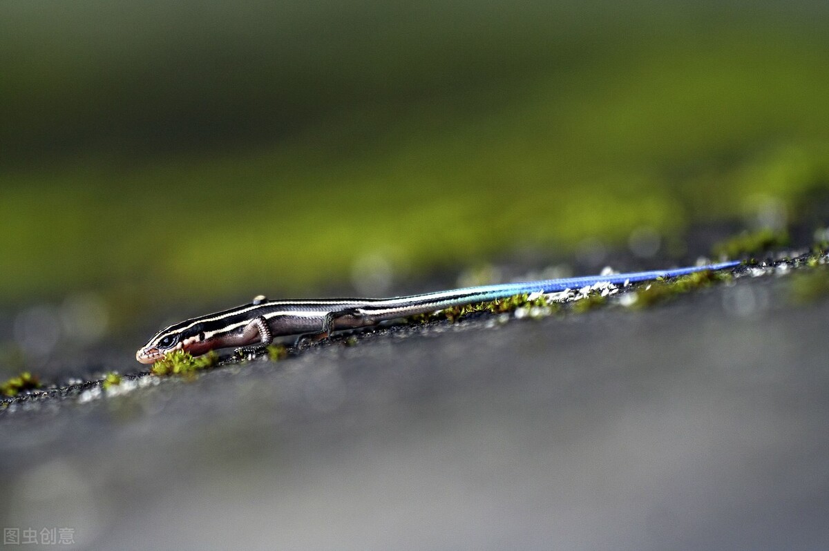 俗称臭大姐的虫子是益虫还是害虫,狗婆蛇是保护动物吗