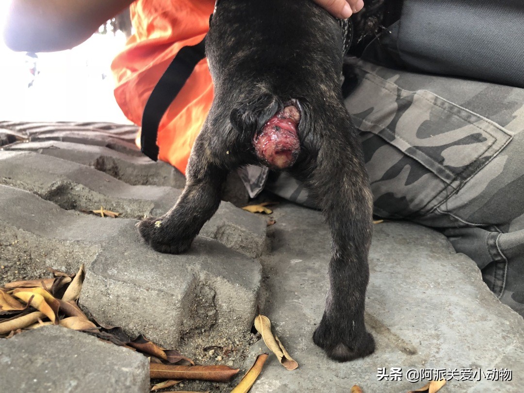 墨墨：屁屁烂得血红的小斗牛，会不会是第二个“白月初”