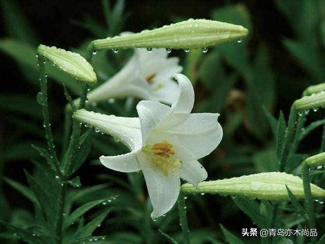 小白开花店应该先怎么入手,小白开花店从哪里做起