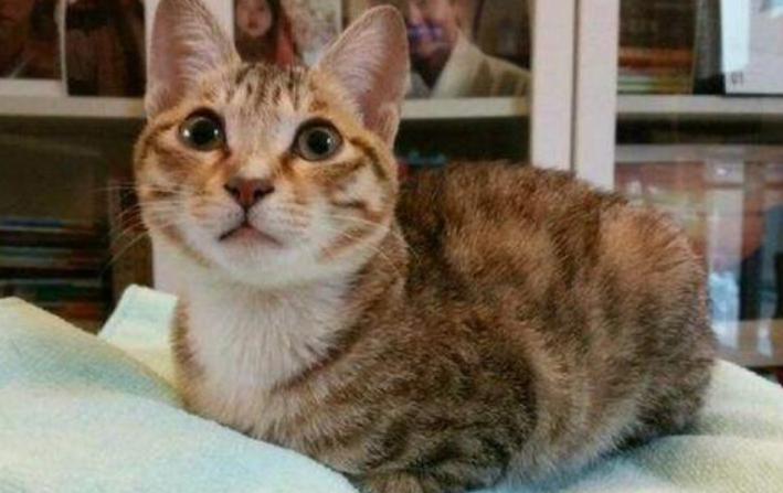 女孩儿养猫十天变秃头,养猫怎么防止得猫癣