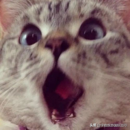 找票代购买的机票能退吗,去韩国转机需要核酸检测吗