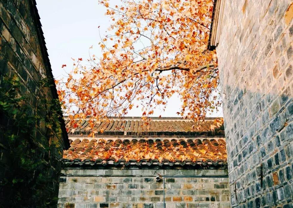 南京的秋天浪漫吗,一起去看南京最美的秋天