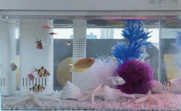 小米鱼缸补水器,小米养鱼神器