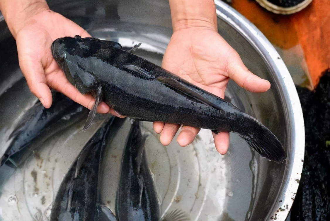 笋壳鱼为什么说是傻鱼,笋壳鱼是本土鱼吗