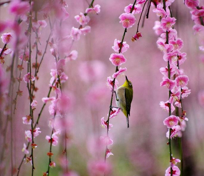 诗词大会第四季董卿唯美开场词,诗词大会第一季董卿唯美开场白