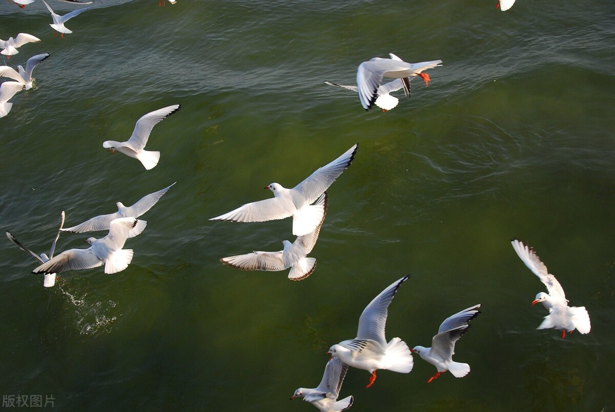 深圳大鹏湾旅游景点要门票吗,深圳免门票景点推荐