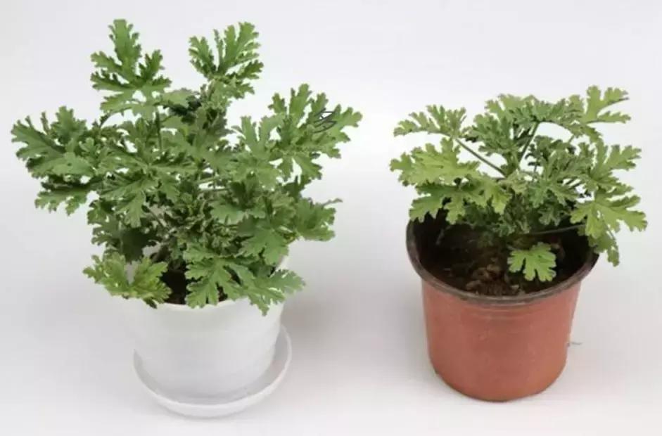 民宿除虫的方法,民宿杀虫灭蟑螂