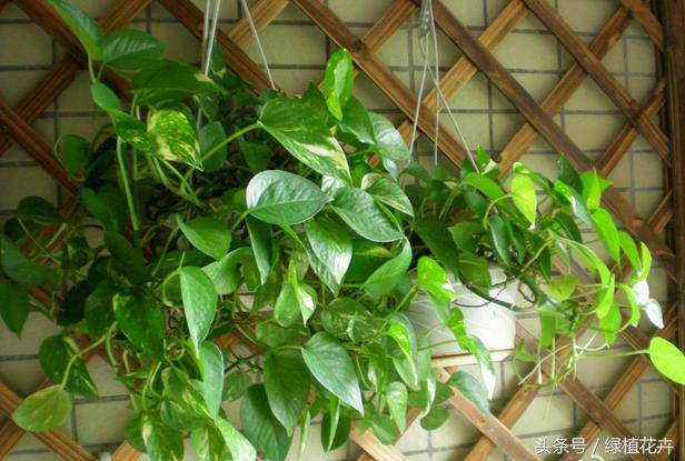 绿萝叶子中间发黑像被灼伤,绿萝扦插后叶子发黑发黄咋办