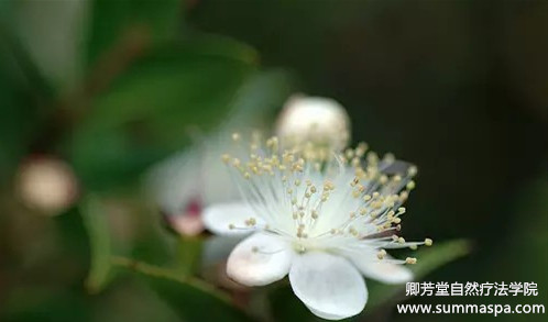 护眼玫瑰精油,补水鲜花纯露