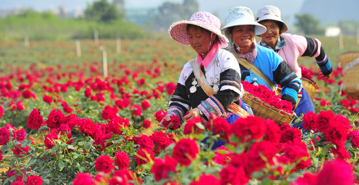 2021浜戝崡鍗佸ぇ鍚嶅搧,浜戝崡鍗佸ぇ鍚嶅搧