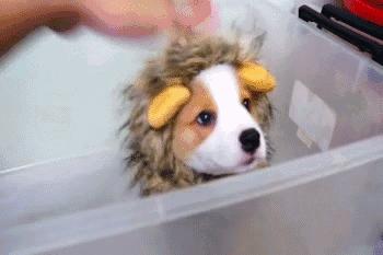 基基复唧唧，柯基战斗机，使出必杀技，底盘更贴地！