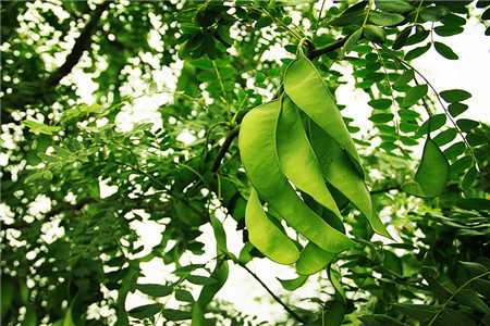 普通肥皂是怎么样的,史上最简单的肥皂