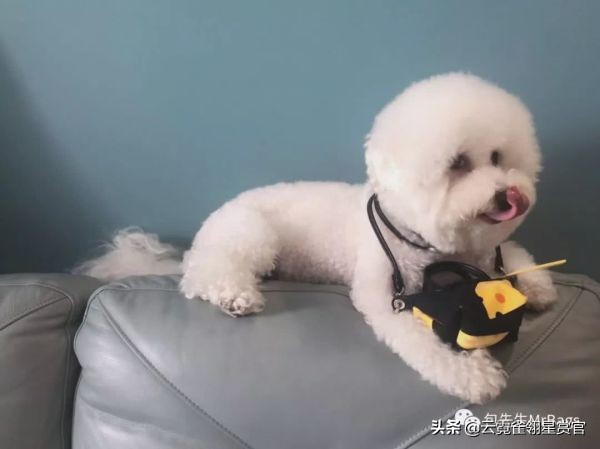 非常好看的宠物包,大家的包都带什么玩偶