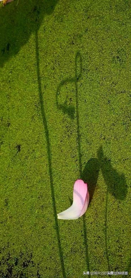 荷花怎么拍出高级感的照片航拍,荷花怎么拍出高级感的照片