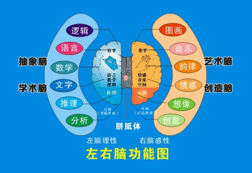 婴儿左右脑发展的训练方式,怎么看孩子左右脑发育