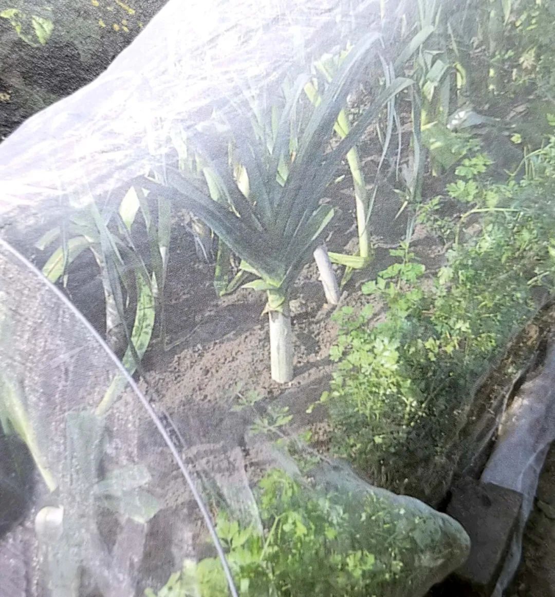 避蚜虫的防虫网,种菜防虫网能防蚜虫吗