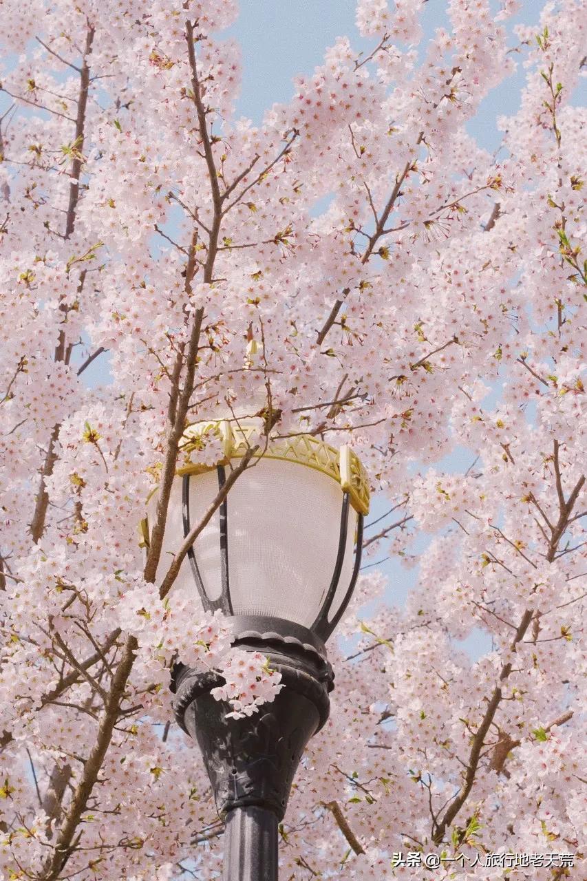 北方这座海滨老城，樱花不输日本，浪漫更胜巴黎
