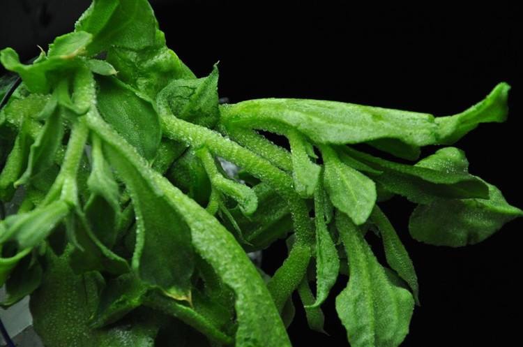 6种长相“贼奇特”的蔬菜,奇特瓜果蔬菜大全