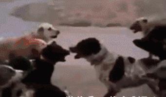 新娘开心的搞笑视频,搞笑gif开心一刻女司机上车