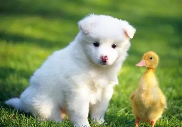 深圳福懋动物医院,台湾福懋动物医院