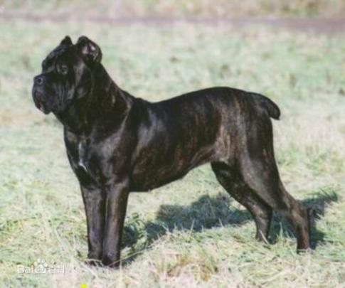 性格温顺的大型犬品种,宠物狗大型犬都有哪些品种