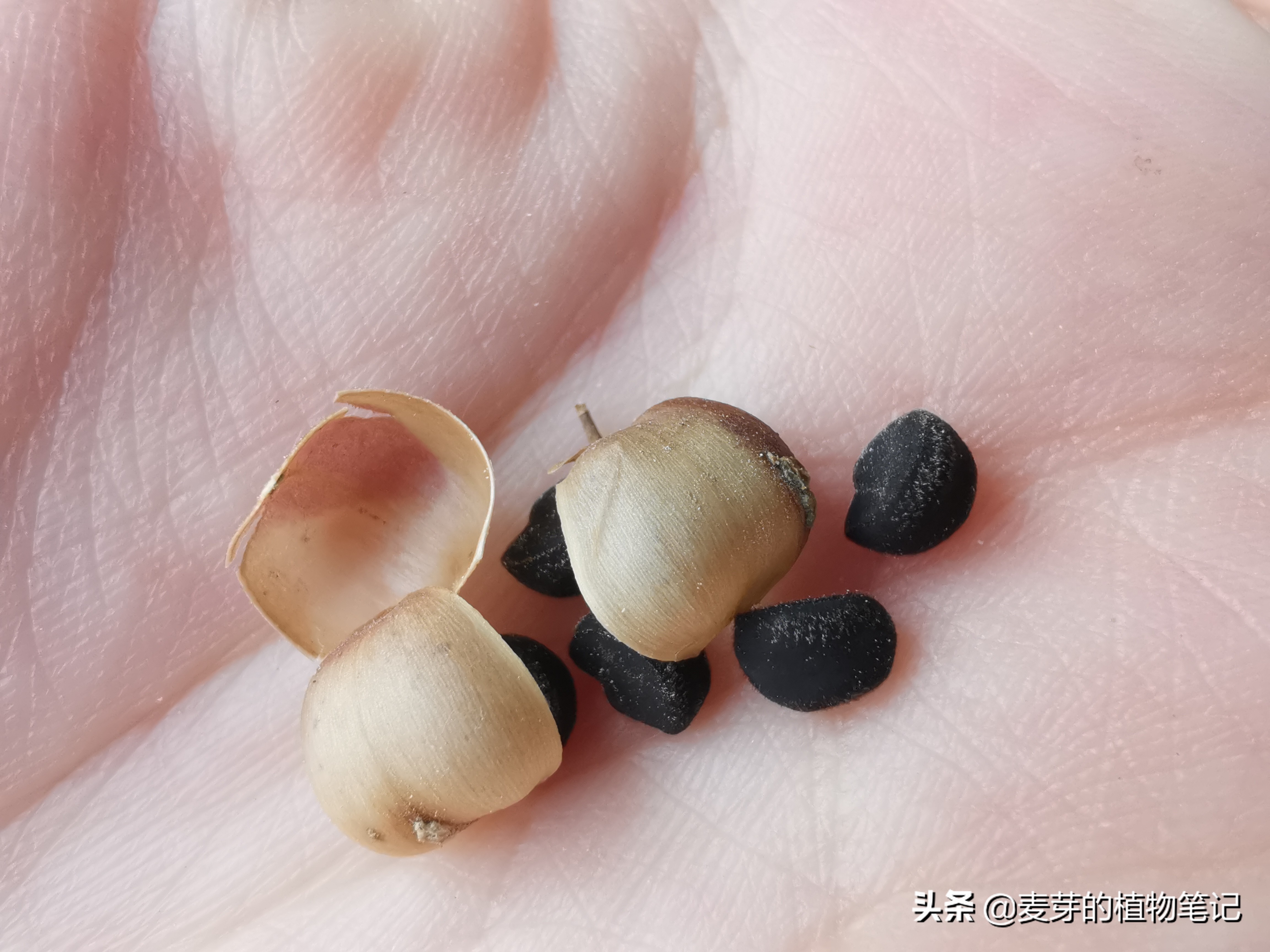 带动物名的植物,哪些动物的名字和植物的相近