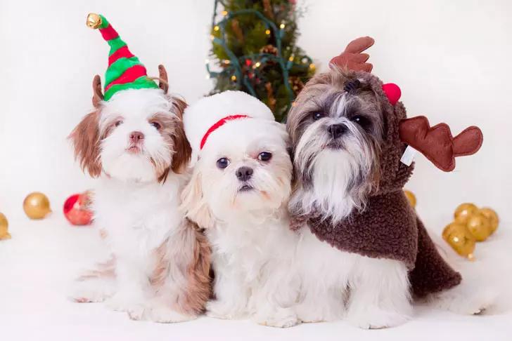 世界上最小最可爱的狗,世界上最可爱最小的狗