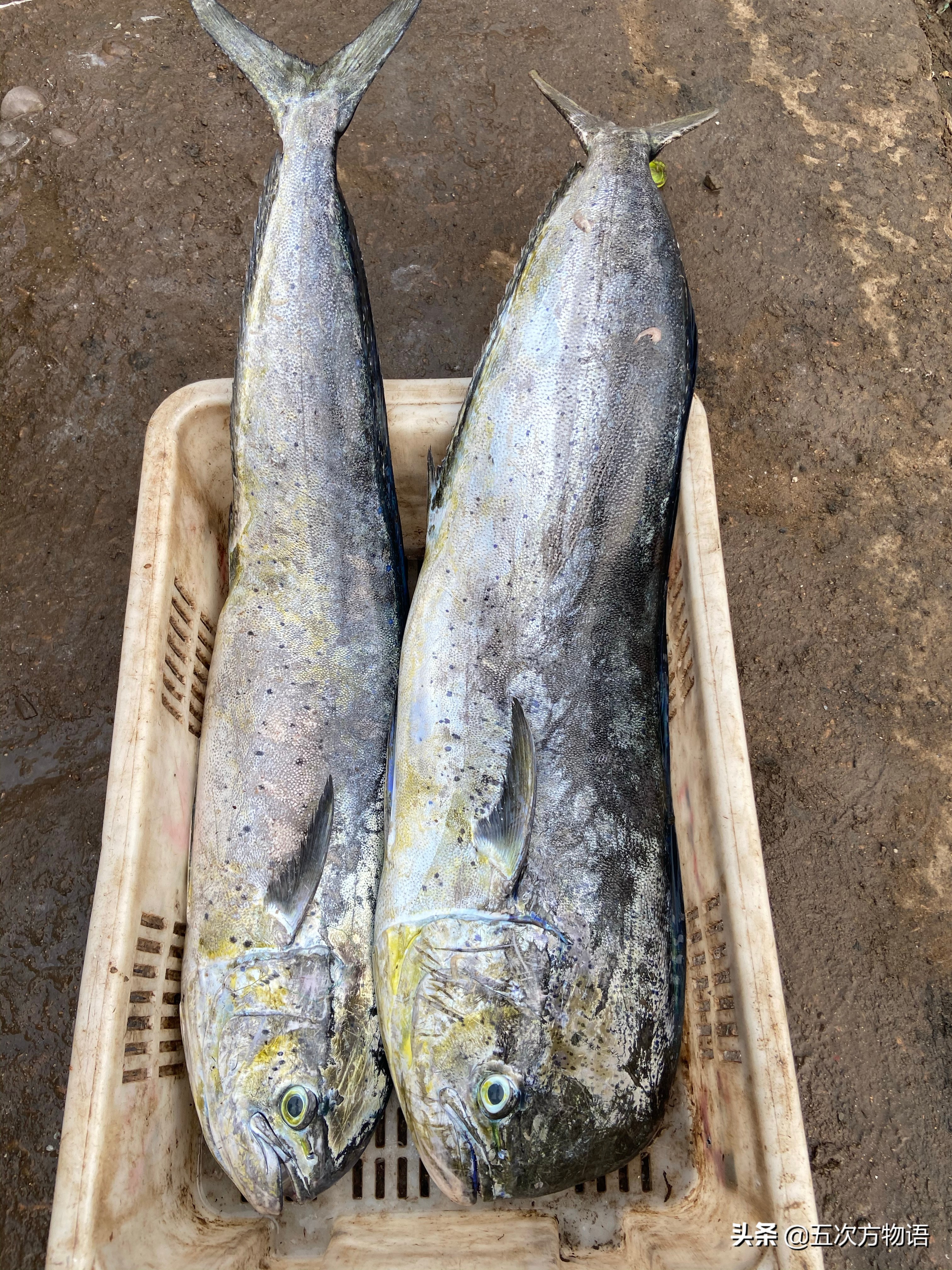 青岛开海了吃点什么海鱼好呢,去青岛吃哪些海鱼推荐