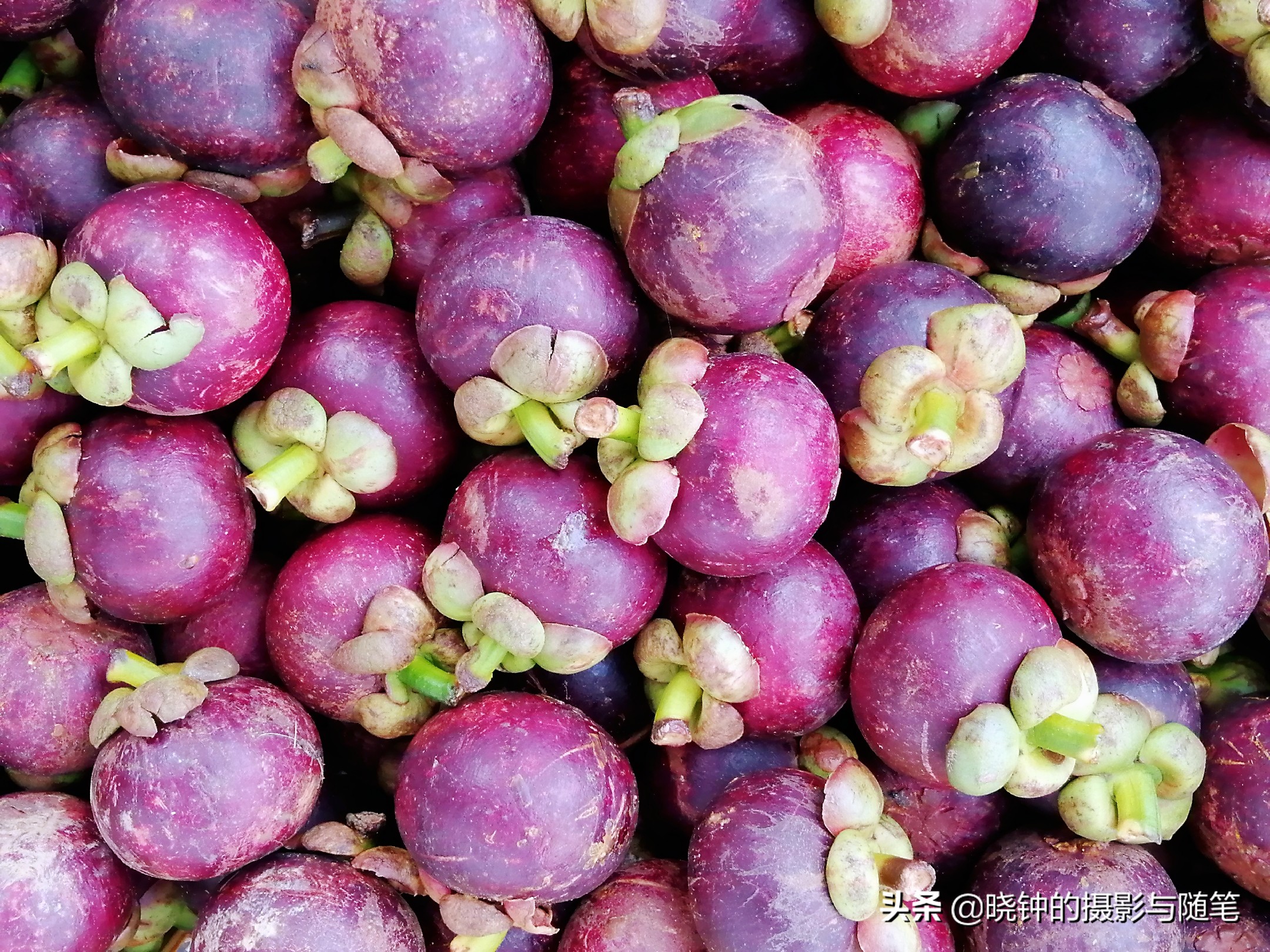 越南哪些水果贵,越南都有哪些好吃的水果