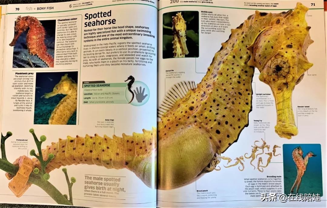 dk知识大百科全套,dk知识大百科书金银版