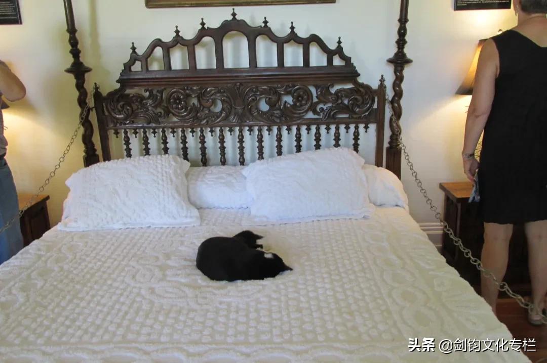 周末散文五人行｜剑钧｜天边的海明威猫