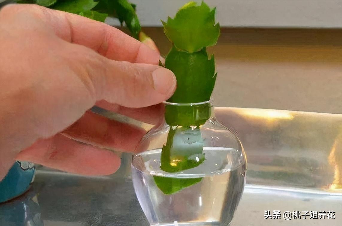 这3种自制“生根水”，用来扦插君子兰、蟹爪兰，插1盆活1盆