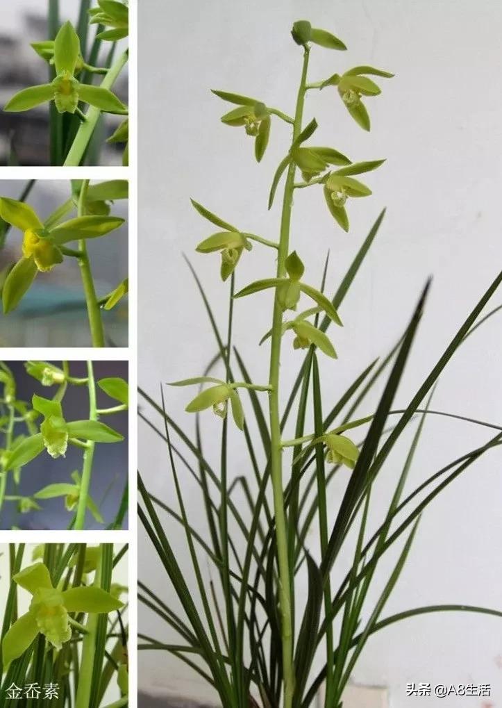 兰花蕙兰十大名品,蕙兰名品大全欣赏