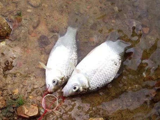 钓爆炸钩的方法和技巧,爆炸钩钓鱼技巧与配方图解