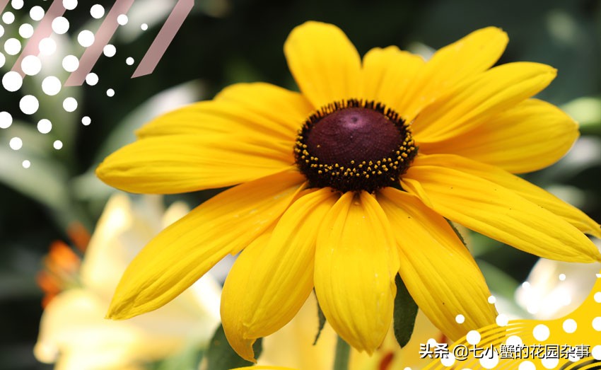 冬季北方可以露地过冬的宿根花卉,北方耐寒的花卉有哪些室内品种