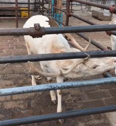 在野外发现甘蔗,在山里发现甘蔗