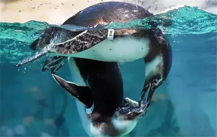 南京金鹰动物世界何时开,南京金鹰动物世界在哪里购票