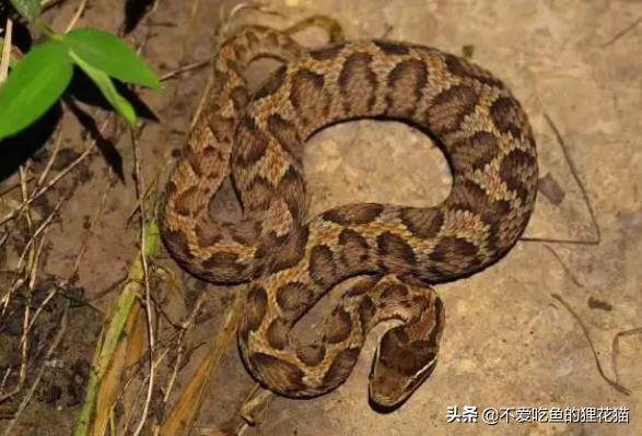 中国蝮蛇和中国蛇类图鉴,带剧毒的大型蛇类有哪些