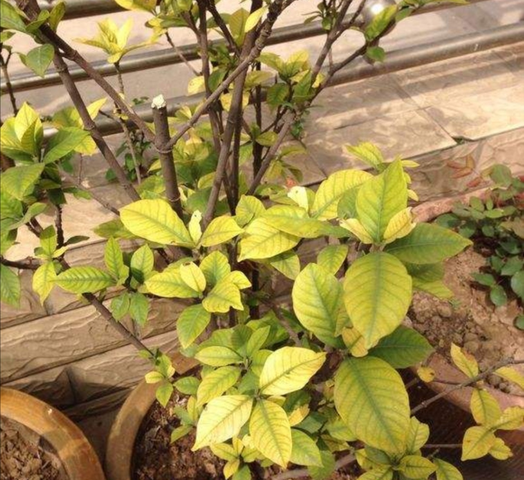 栀子花黄叶是什么原因用什么办法,栀子花黄叶有什么管用的方法解决