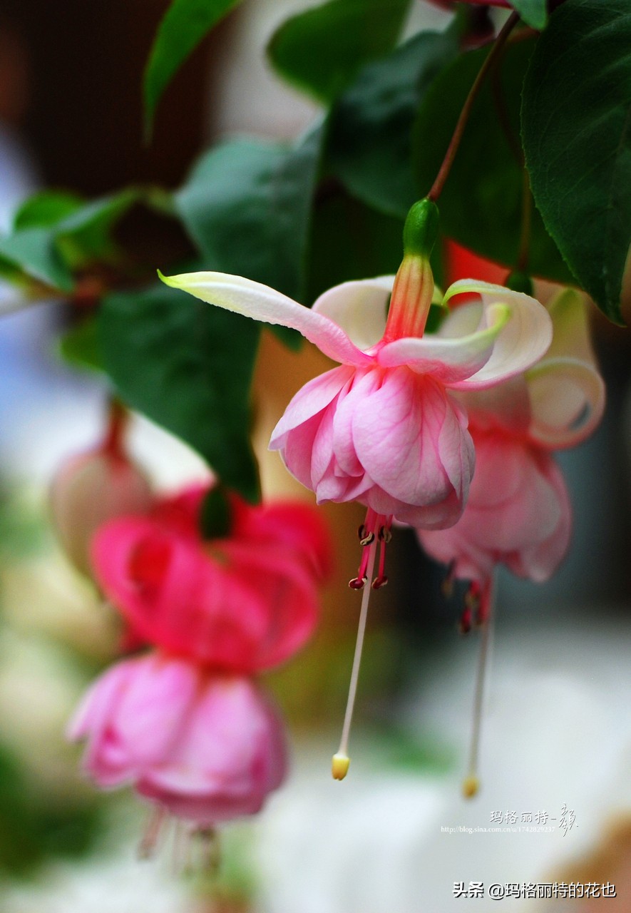 园丁金挂有排期吗,吊钟海棠怎么养护